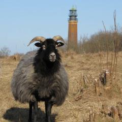 Rauwolliges Pommersches Landschaf