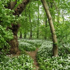 Bärlauchblüte im Frühjahr