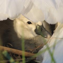 kleiner_schwan.jpg