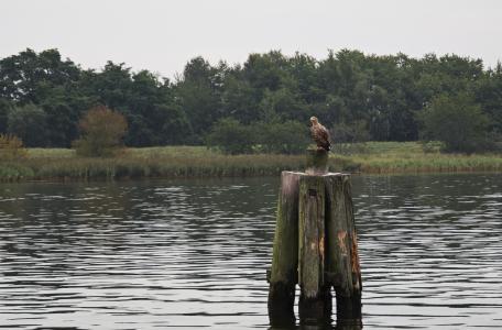 Foto Peenestromfahrt - Im Revier der Seeadler